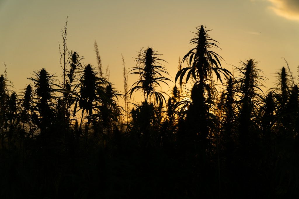 Grow Your Own Cannabis
