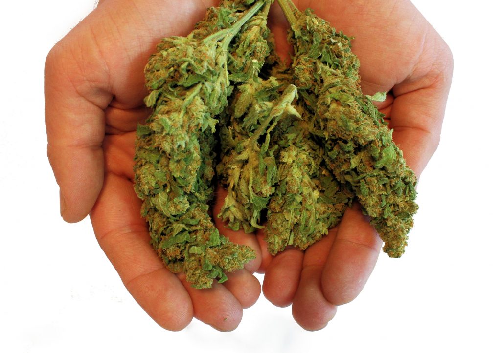 Grow Cannabis Organically