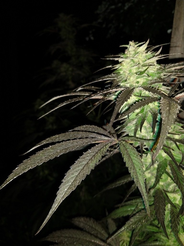 grow own cannabis